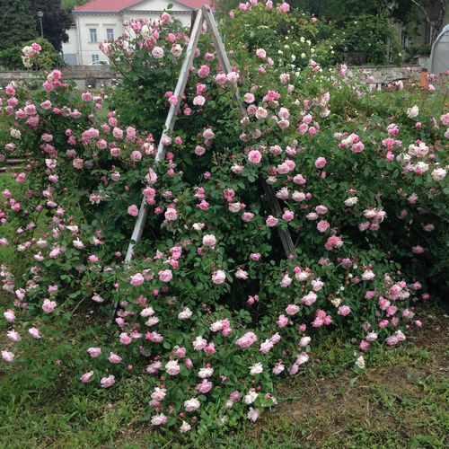 Rosen Shop - kletterrosen - rosa - Rosa Coral Dawn - stark duftend - Eugene S. Boerner - Geeignet für Gartenlauben, mit grellen, gruppenweise blühenden, langlebigen Blüten.